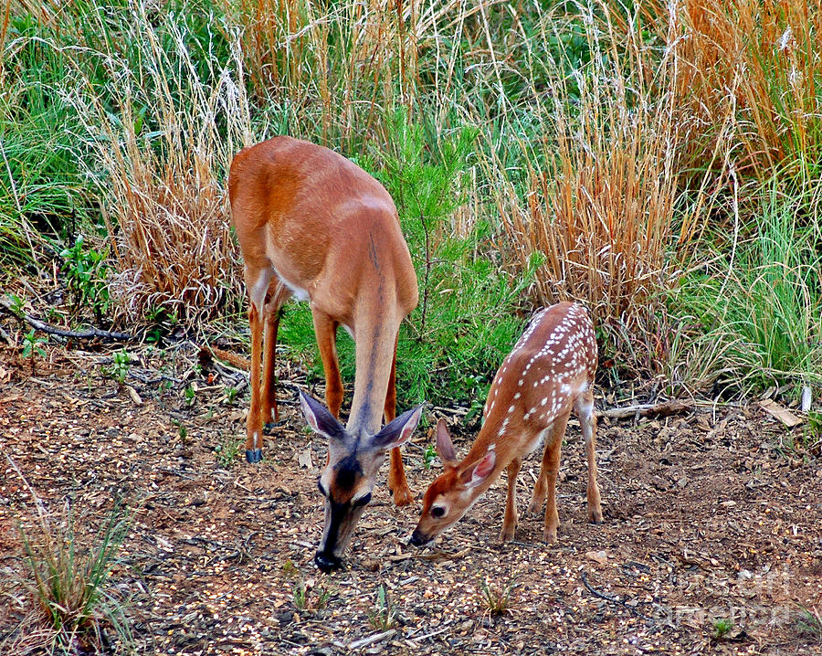 Deer Photograph - Piney Mountain Doe and Fawn by Jeff McJunkin