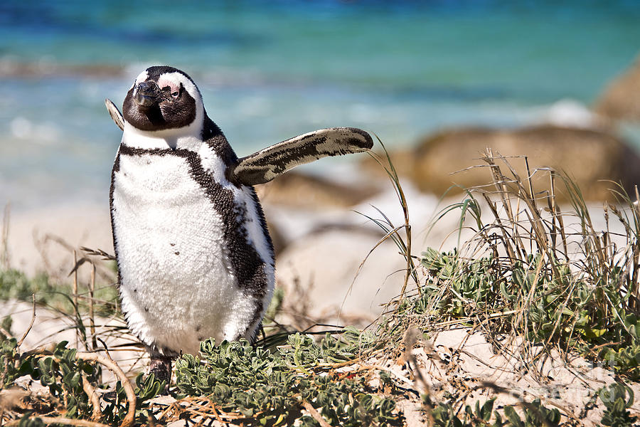 Penguin Photograph - Happy Penguin, Cape peninsula, South Africa by Delphimages Photo Creations