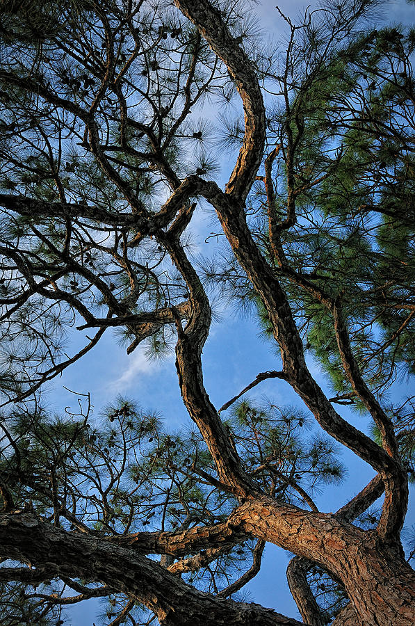 Pining for Pines Photograph by Don Dennis