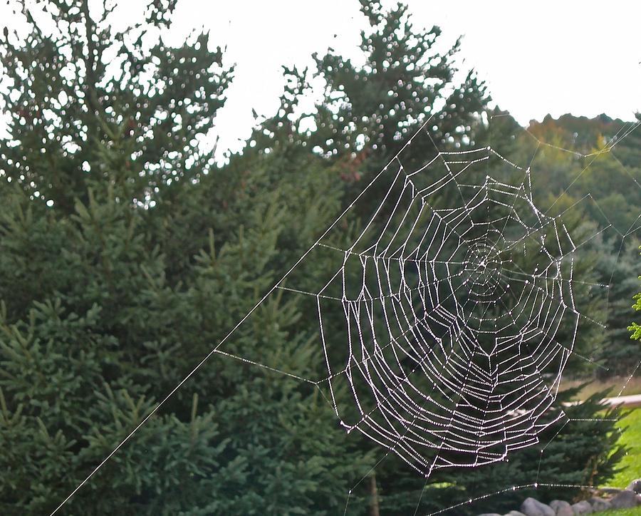 Pining for the Web Photograph by Randy Rosenberger