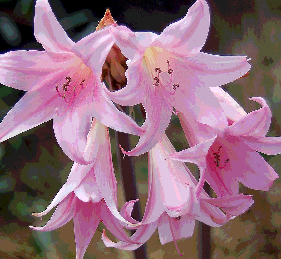 Nature Photograph - Pink Agapanthus - digitally enhanced by Suzanne Gaff