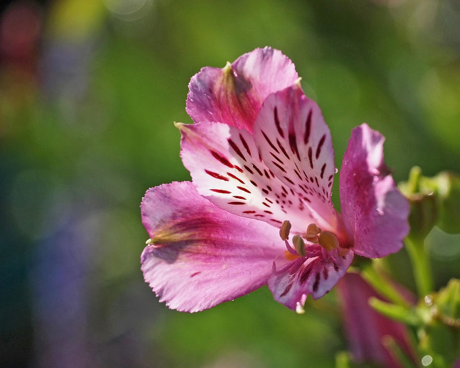 Pink Alstroemeria Flower Photograph by Rona Black