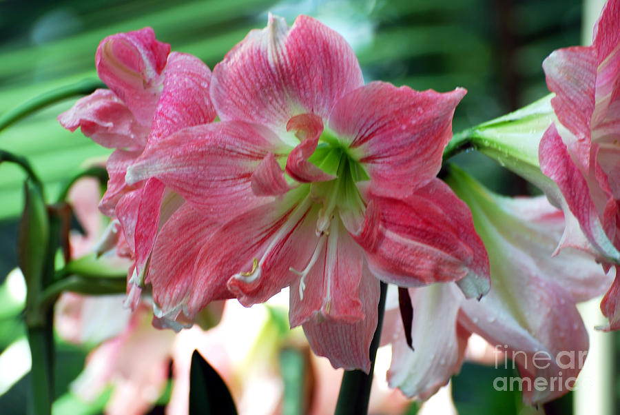 Pink Amarylis Flowers Photograph by DejaVu Designs