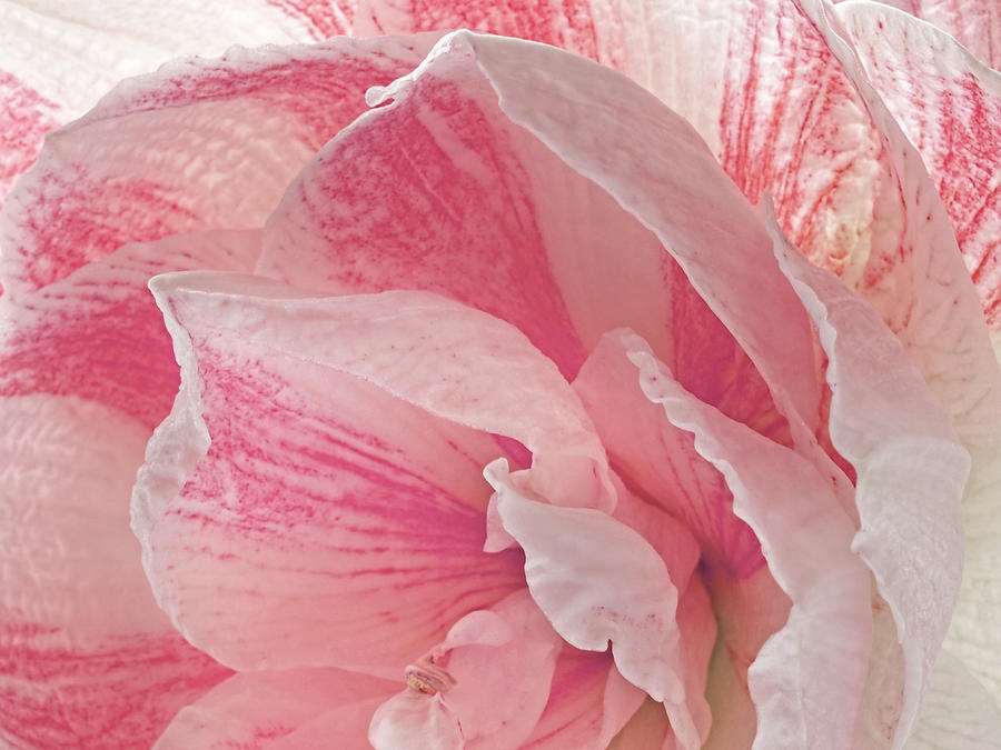 Pink Amaryllis Abstract Photograph by Gill Billington
