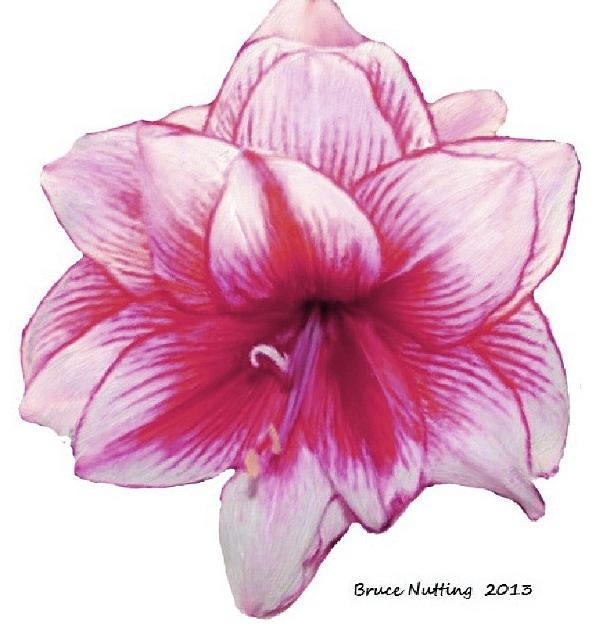 Pink Amaryllis Painting by Bruce Nutting