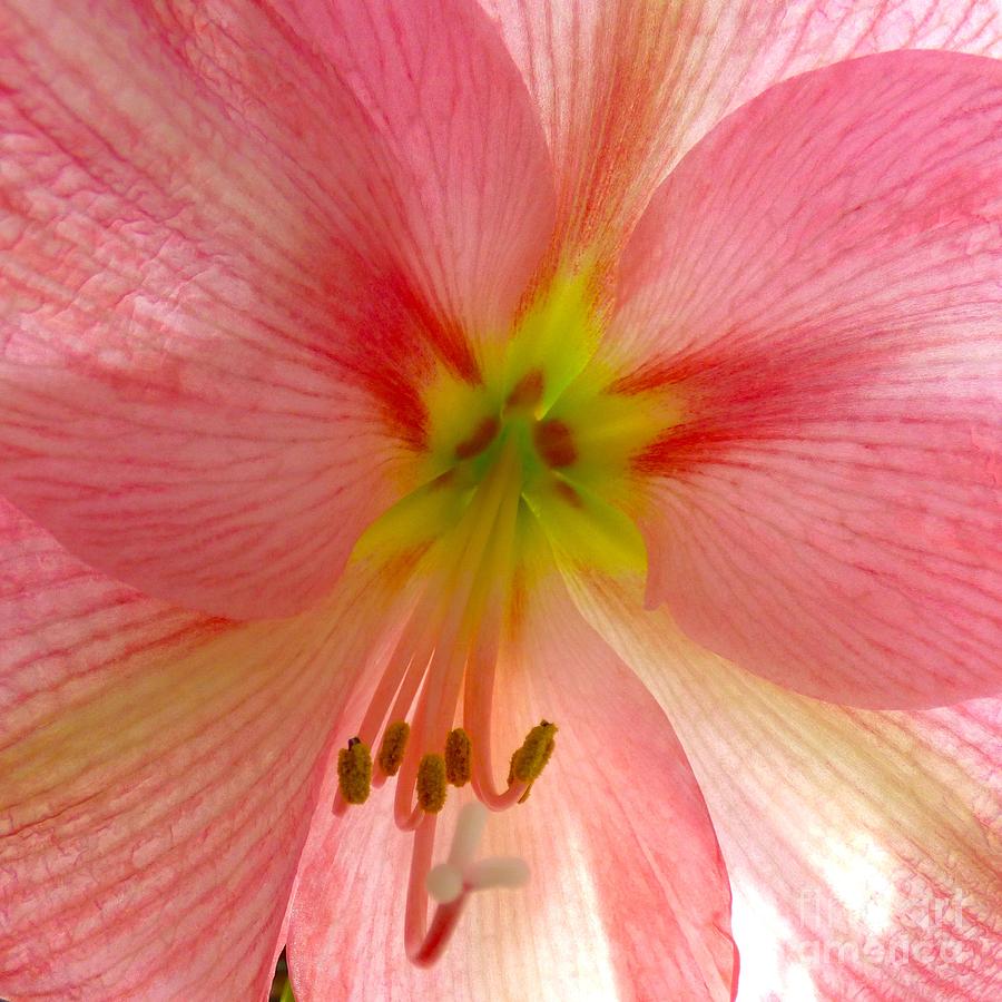 Pink Amaryllis Photograph by Jean Wright