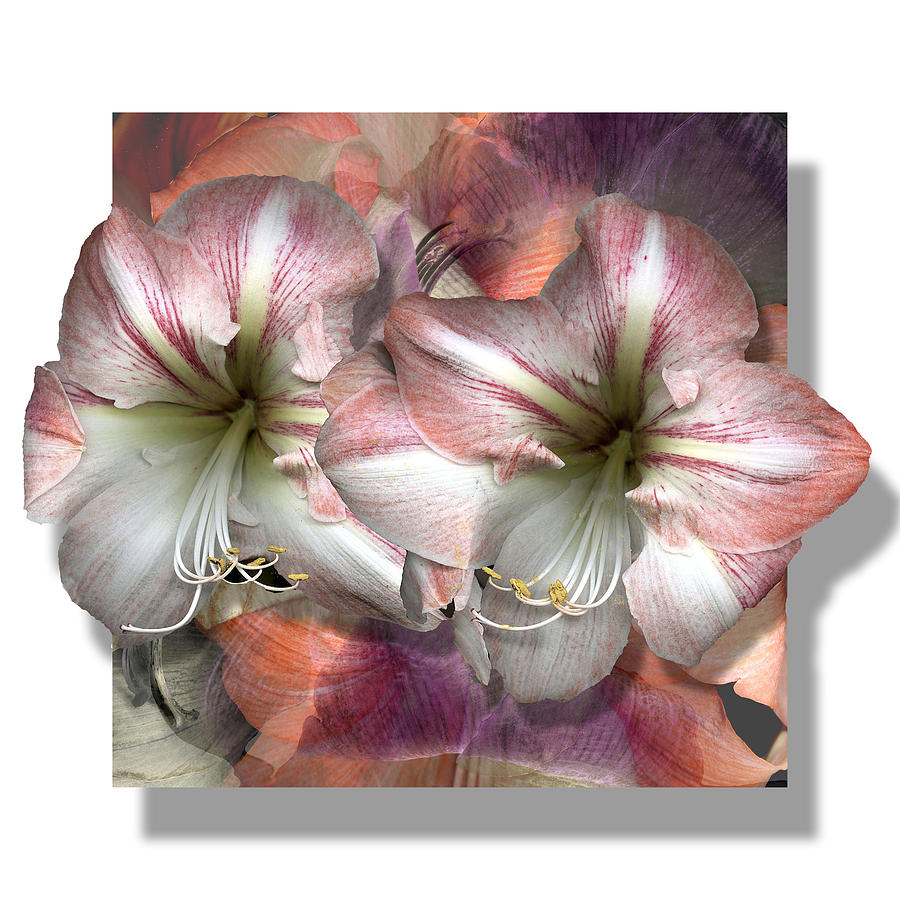 Flower Photograph - Pink Amaryllis by Stan Bowman