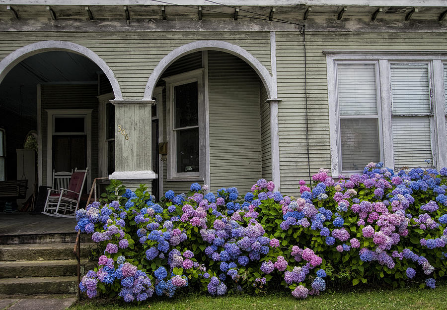 Image of Pink hydrangea bush in front of blue house