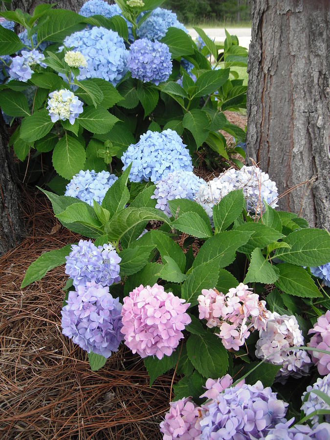 Pink and Blue Hydrangea Photograph by Caryl J Bohn