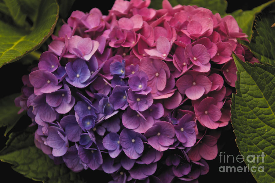 Pink and Blue Hydrangea Photograph by William Norton