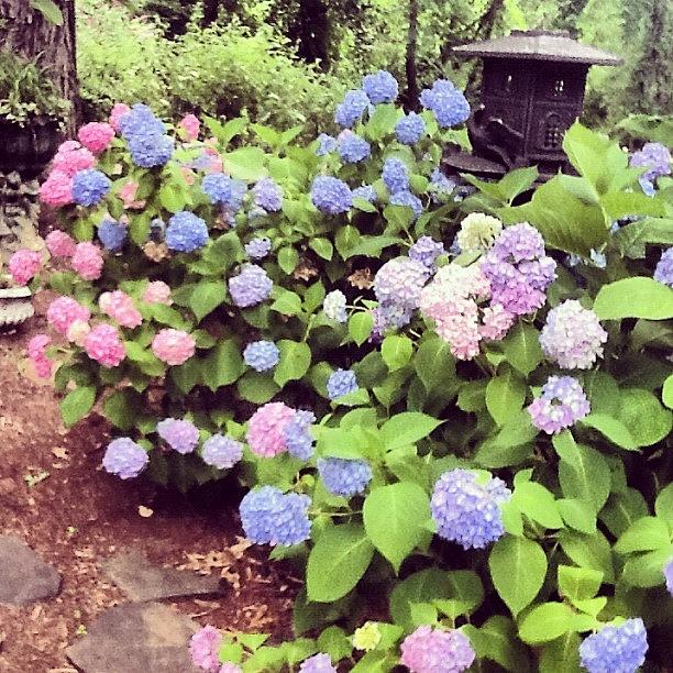 Pink And Blue Hydrangeas In The Back Photograph by Teresa Mucha