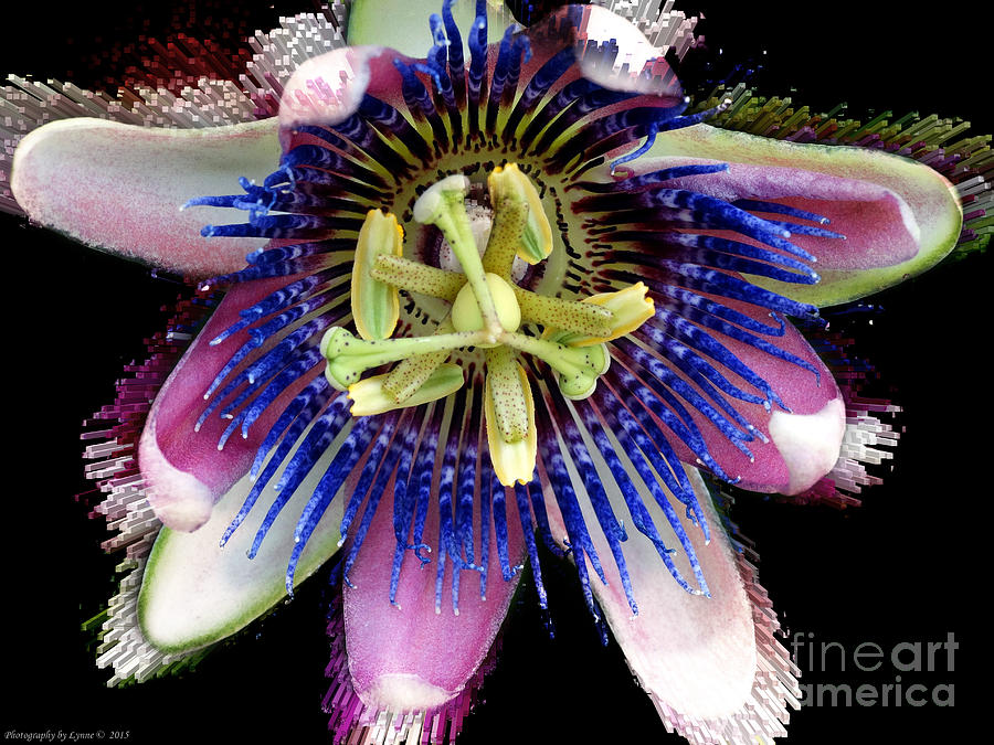 Pink And Blue Passion Flower Photograph