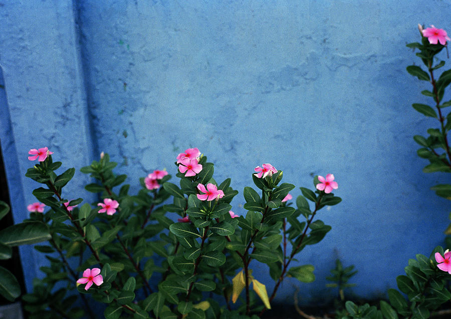 Pink and Blue Simplicity Photograph by Shaun Higson