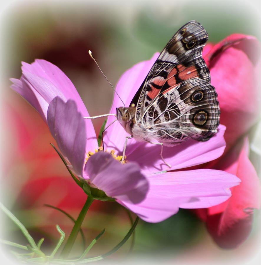 Pink and Brown Butterfly 1 Photograph by Sheri McLeroy