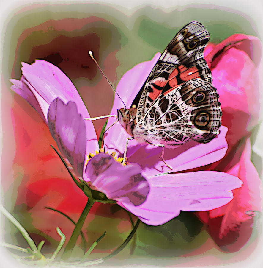 Pink and Brown Butterfly 2 Photograph by Sheri McLeroy