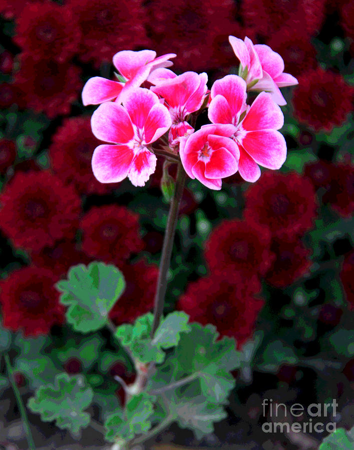 Pink and Burgundy Waterford Flowers Photograph by Larry Oskin