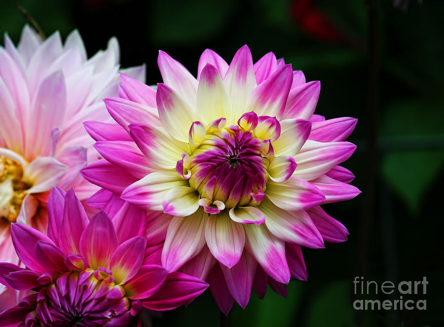 Pink and Cream Dahlia Photograph by Shirley Mangini