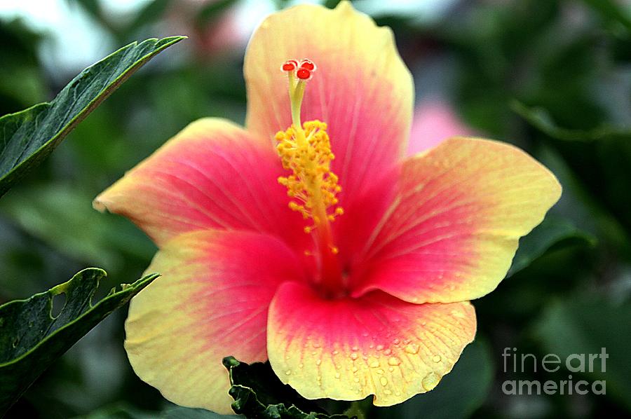 Pink and Gold Hibiscus Photograph by Elizabeth Winter