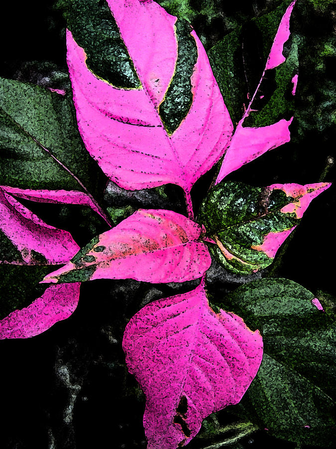 Pink And Green Leaves Photograph