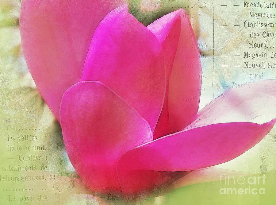 Magnolia Movie Photograph - Pink and Green by Judi Bagwell