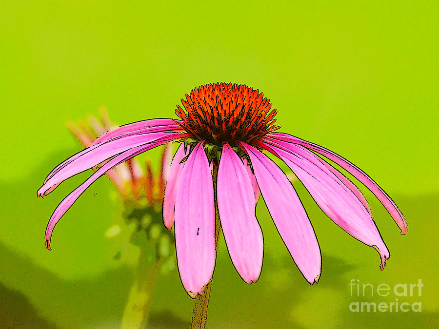 Pink and Green  Photograph by Kerri Farley