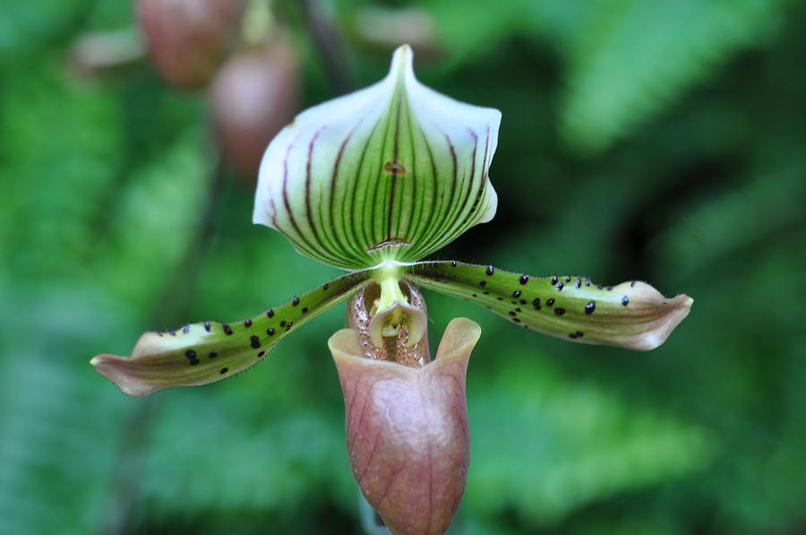 Pink and green lady slipper orchid Photograph by Sue Morris