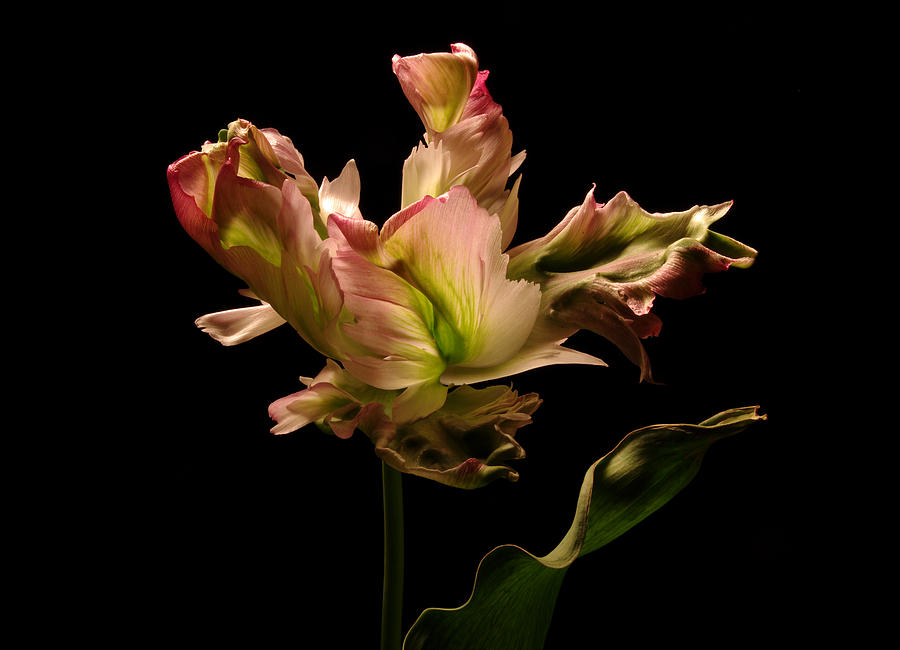Tulip Photograph - Pink and Green Parrot Tulip 2 by Vince Risner Tulip Photograph - Pink and Green Parrot Tulip 2 by Vince Risner