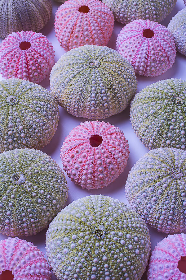 Pink And Green Urchins Photograph by Garry Gay