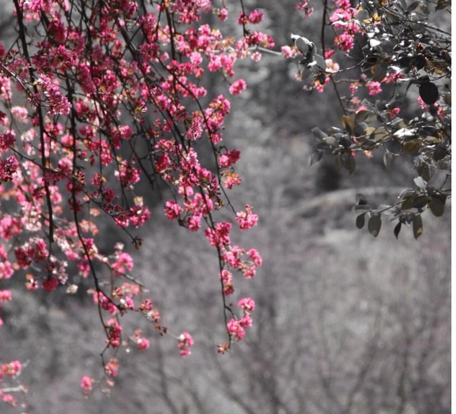 Pink and Grey Photograph by Lori Leigh
