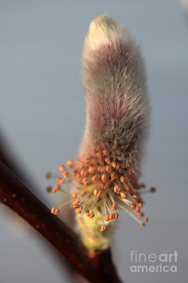 Pink And Grey Pussy Willow In Bloom Photograph