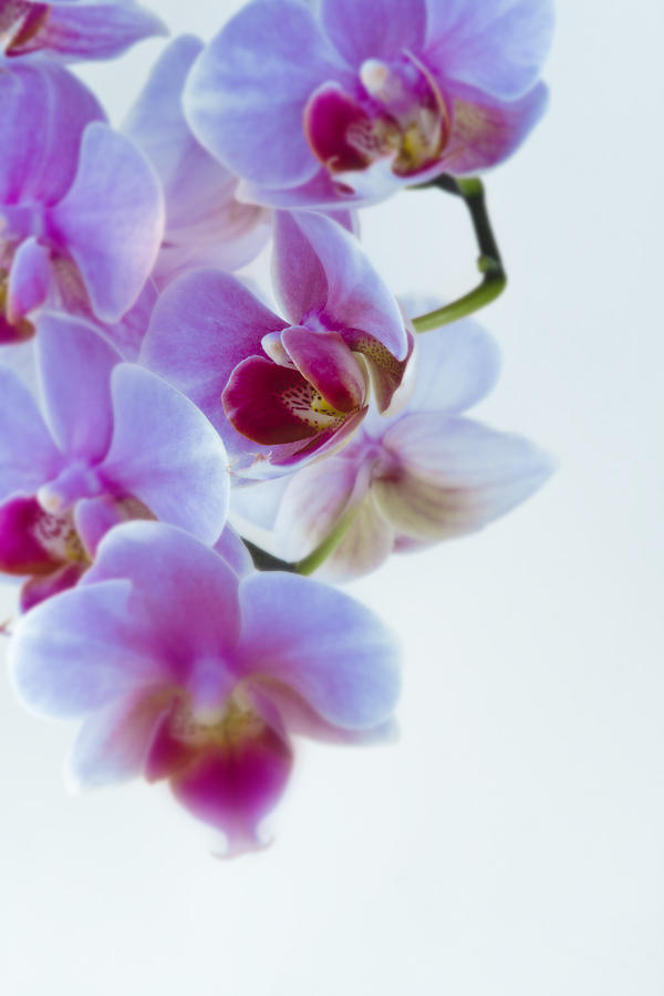 Pink and Lavender Orchids Photograph by Wild Sage Studio Karen Powers