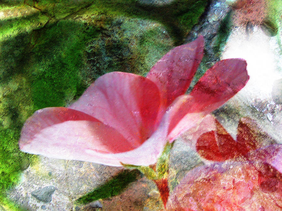 Pink And Lovely with Texture Photograph by Marie Jamieson