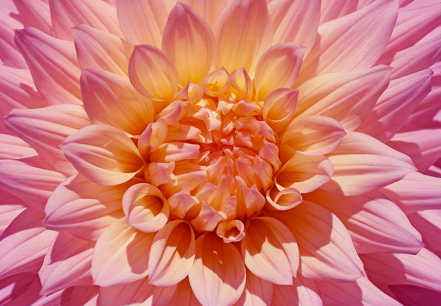 Spring Photograph - Pink and Orange Dahlia Flower Macro by Jennie Marie Schell