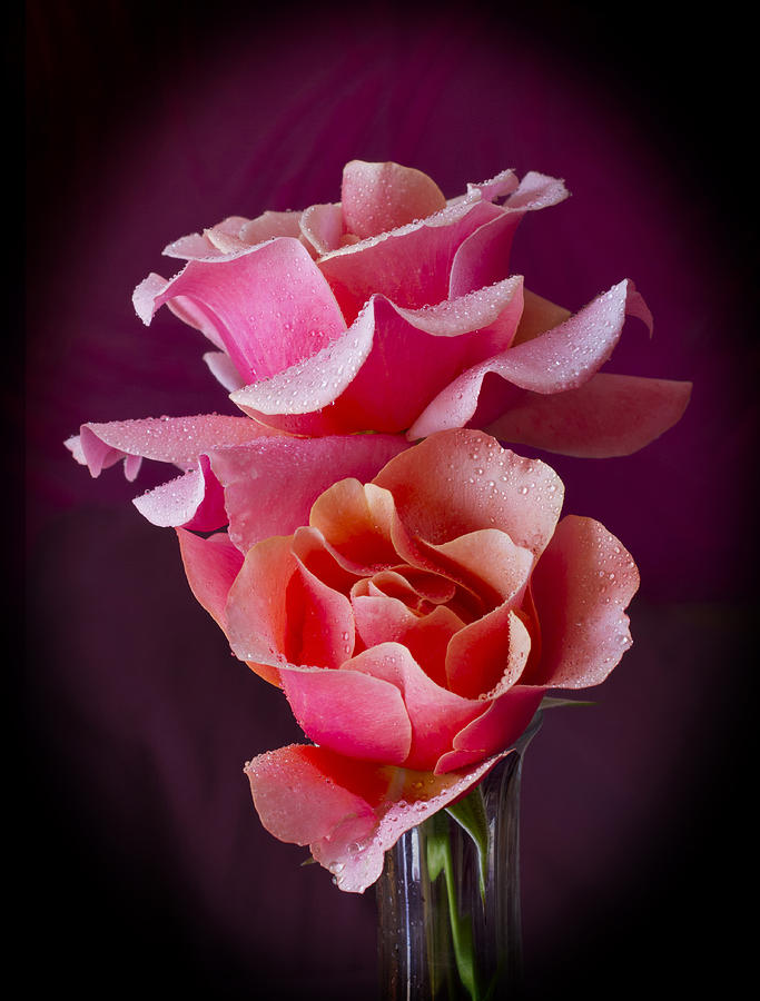 Flower Photograph - Pink and Orange Rose Blossoms by David French