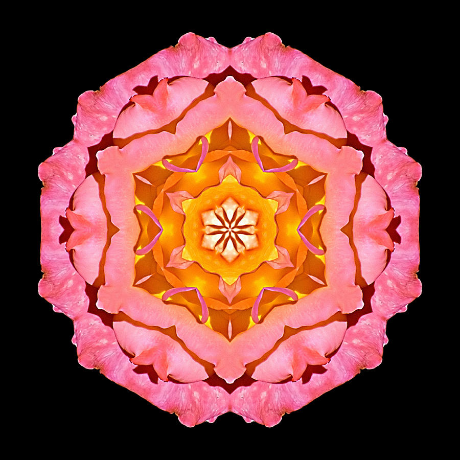 Pink and Orange Rose I Flower Mandala Photograph by David J Bookbinder