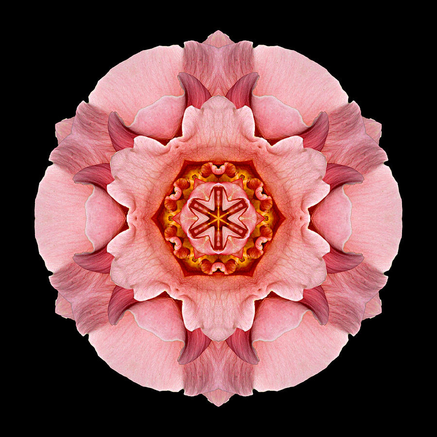 Pink and Orange Rose IV Flower Mandala Photograph by David J Bookbinder