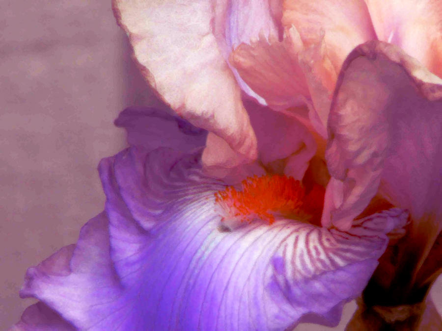 Pink and Purple Bearded Iris Photograph by Pamela Patch