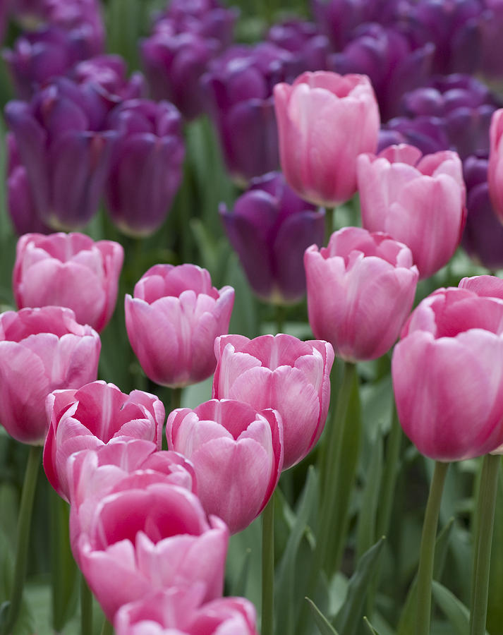 Pink and Purple Dutch Tulips Photograph by Juli Scalzi
