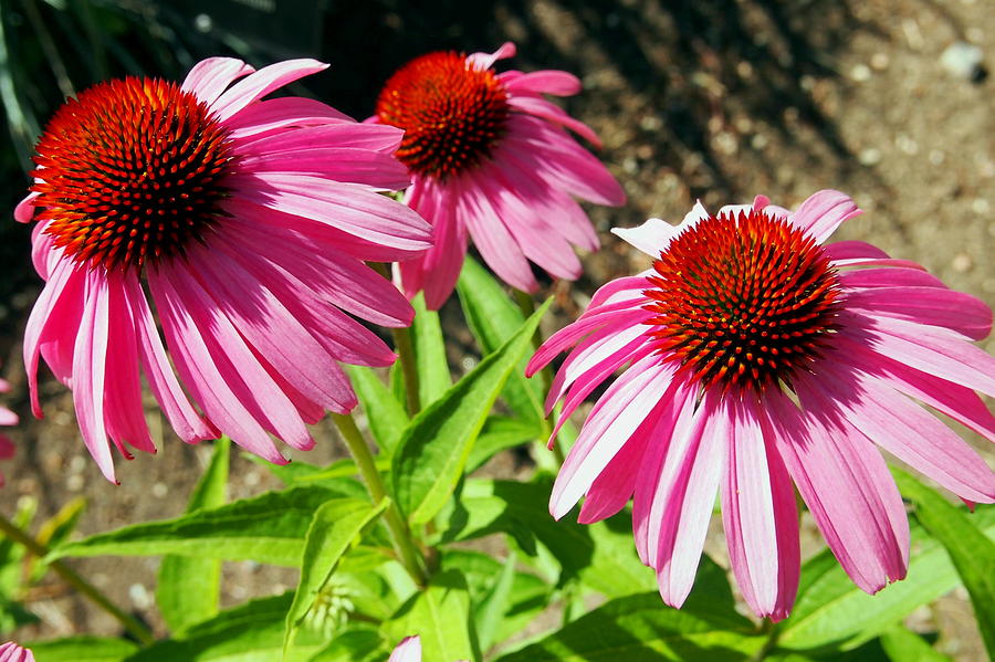 Pink and Purple Echinacea Cone Flowers Macro Photograph by Amy McDaniel