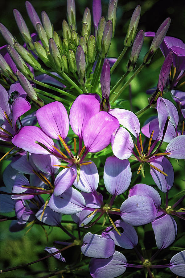 Pink and Purple Floral Pallete Photograph by Bill and Linda Tiepelman
