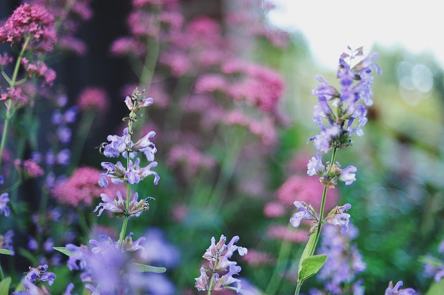 Pink And Purple Flowers Photograph by Carlina Teteris