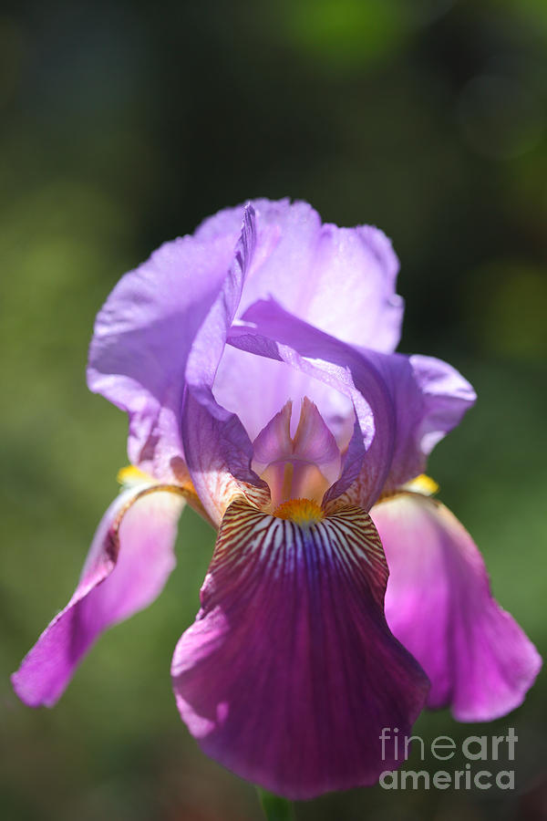 Pink and Purple Iris Photograph by Nicholas Burningham