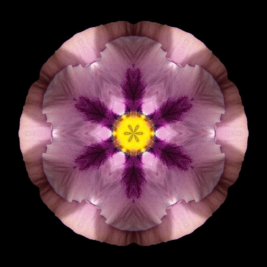 Pink and Purple Pansy Flower Mandala Photograph by David J Bookbinder