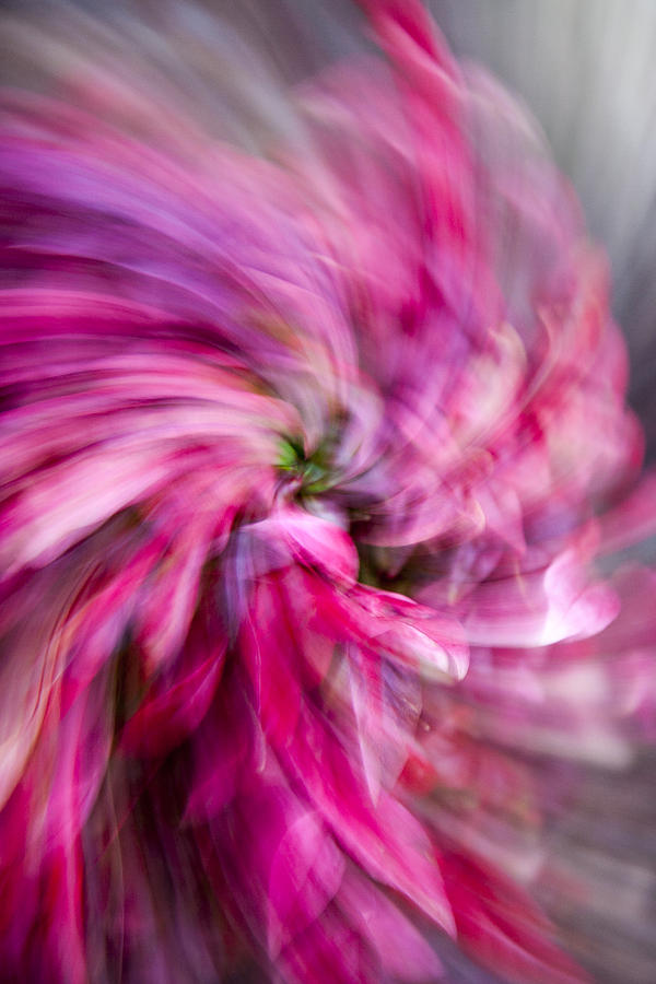 Pink And Purple Pinwheel Photograph