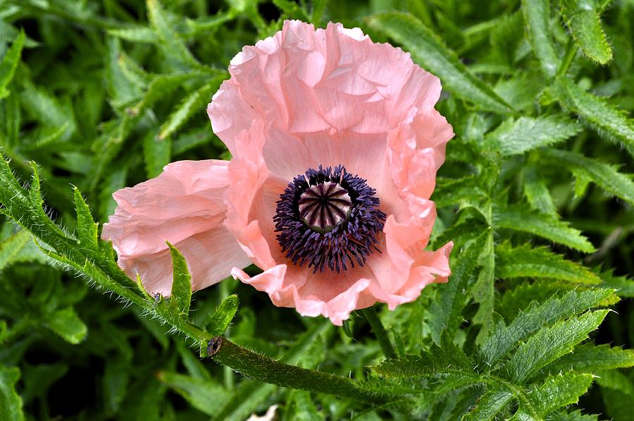 Pink and Purple Poppy Photograph by Cathy Mahnke