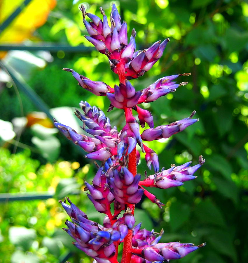 Pink and Purple Tropical Root Flower Photograph by Amy McDaniel