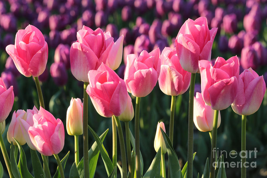 Pink and Purple Tulips Photograph by Carol Groenen