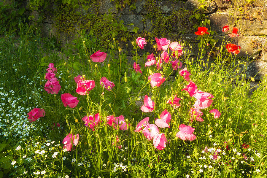 Pink and red corn poppies Photograph by Matthias Hauser