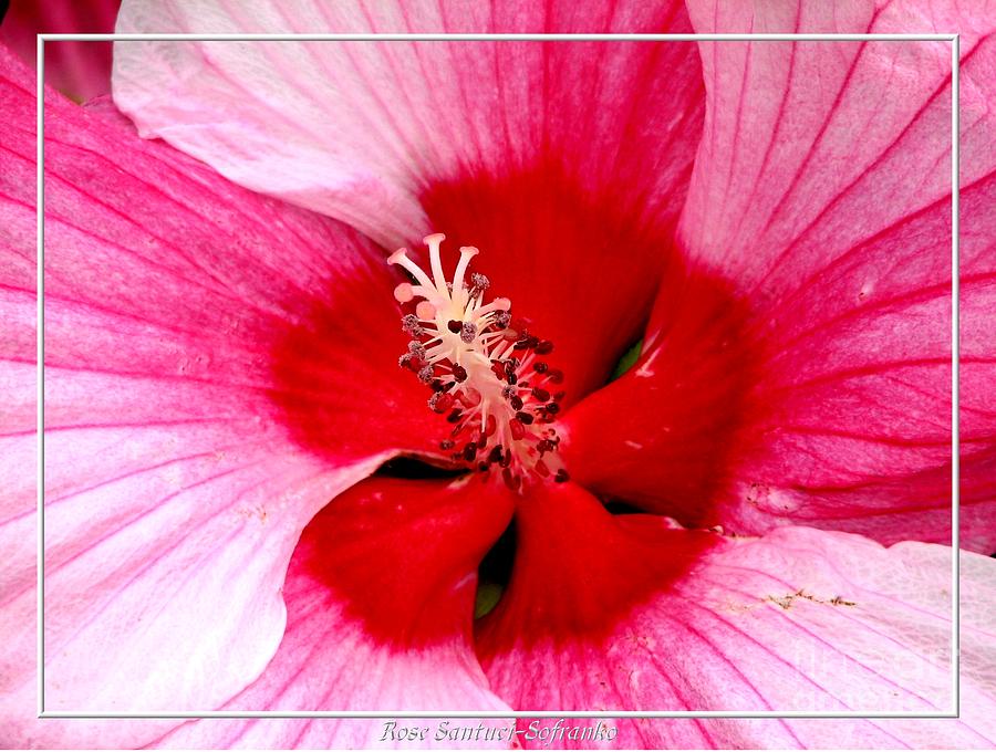 Pink and Red Hibiscus Flower Photograph by Rose Santuci-Sofranko