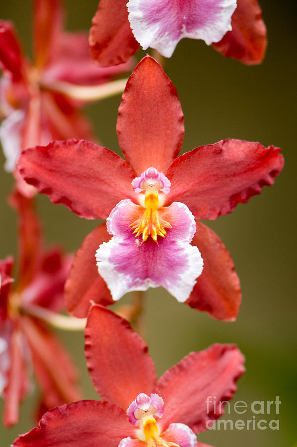 Pink and Red Orchid Flower Photograph by Oscar Gutierrez
